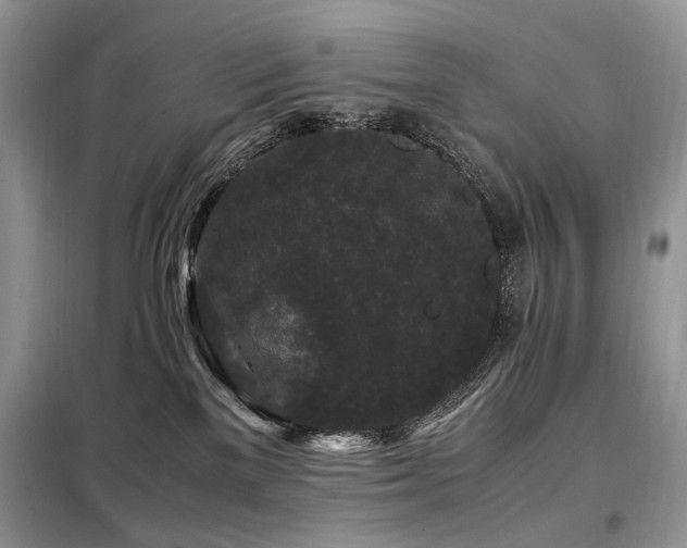 X0000099290137200805021240