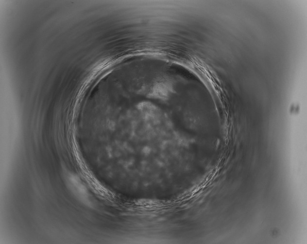 X0000099290145200805021239