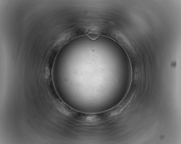 X0000099290173200805021239