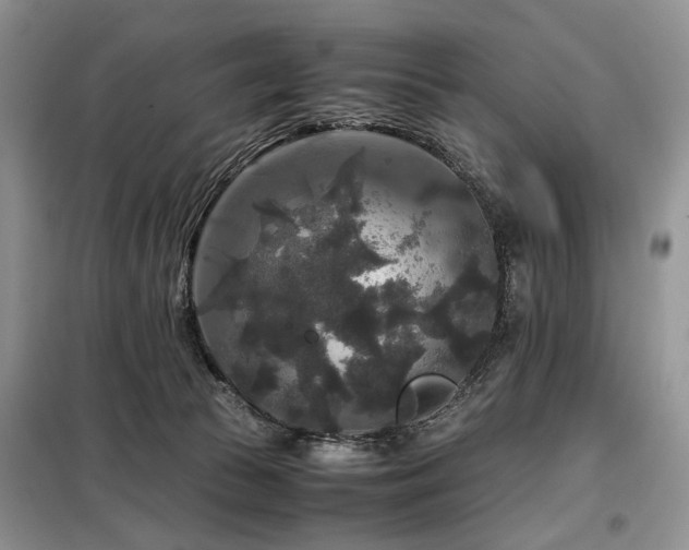 X0000099290177200805021239