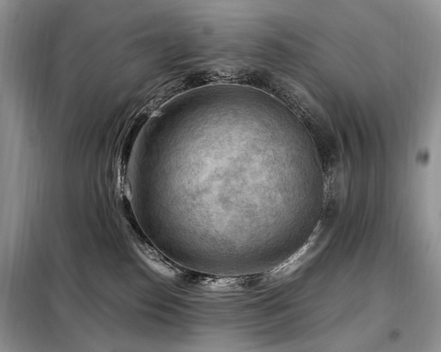 X0000099290186200805021240