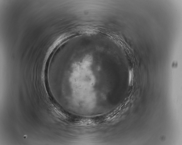 X0000099290195200805021239