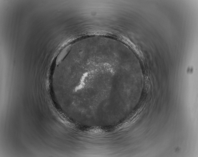 X0000099290203200805021239