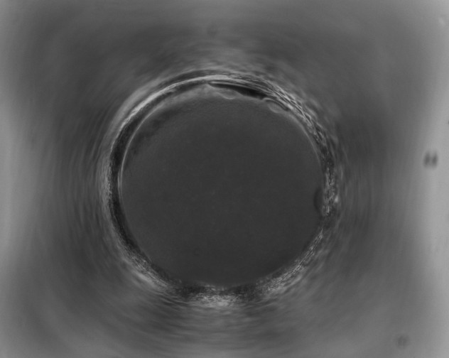 X0000099290247200805021238