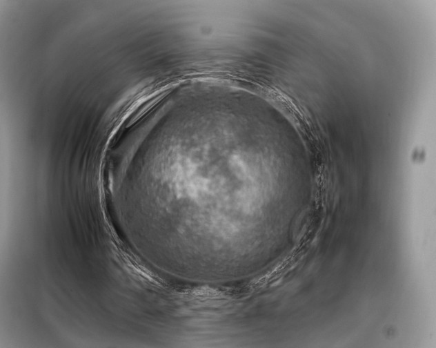 X0000099290290200805021238