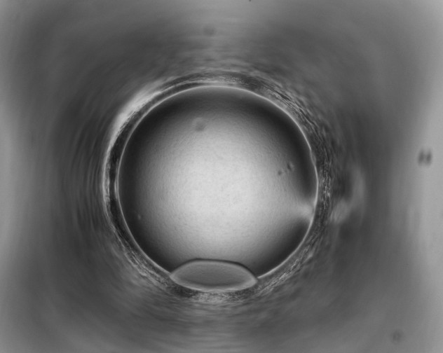 X0000099290294200805021238