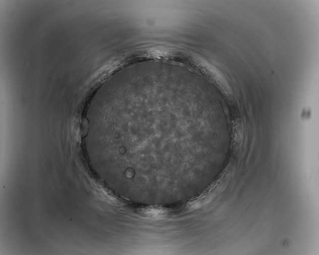 X0000099290313200805021237