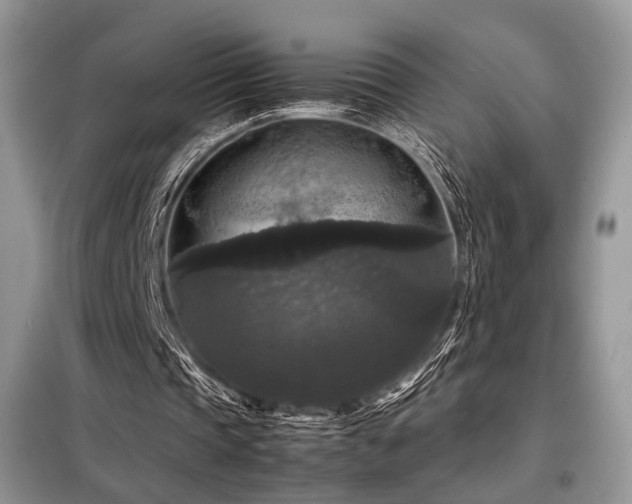 X0000099290337200805021236
