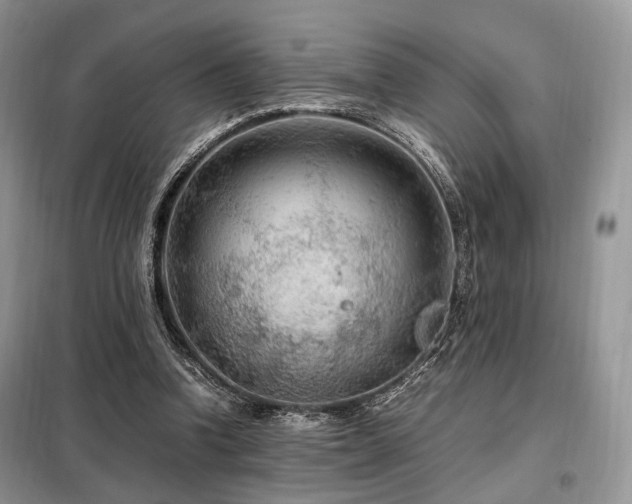 X0000099290346200805021237