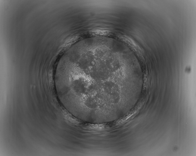 X0000099290377200805021237