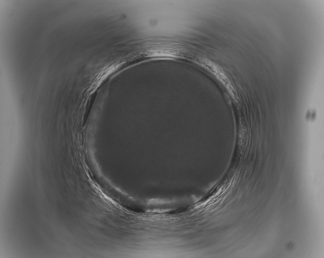 X0000099290385200805021236