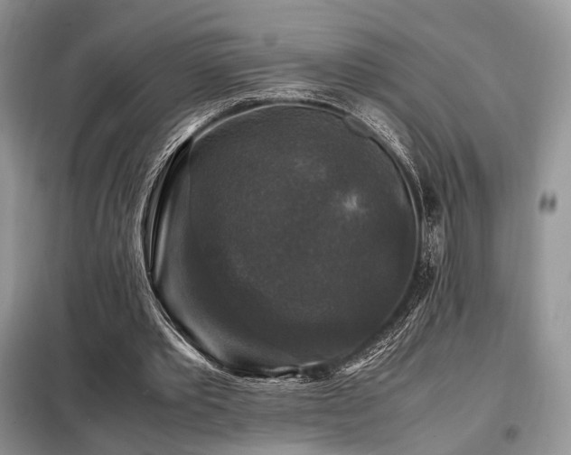 X0000099290389200805021236