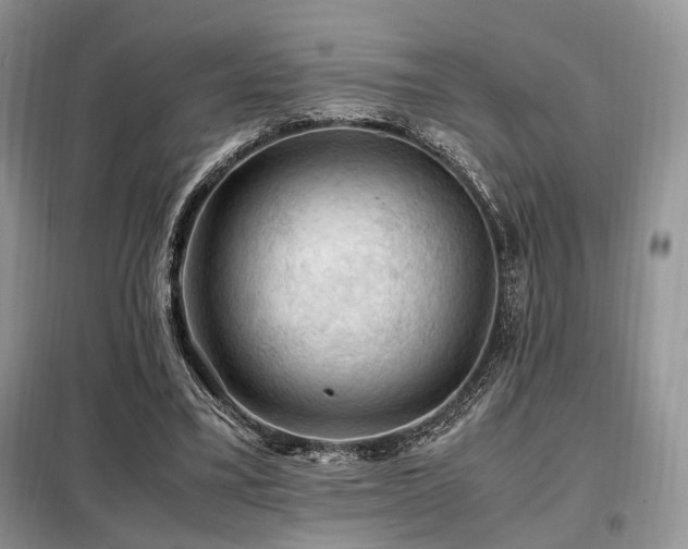 X0000099290395200805021236