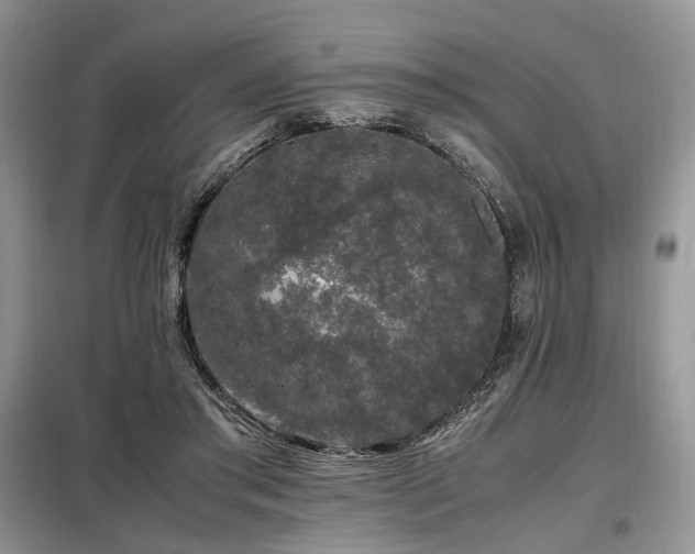 X0000099290405200805021236