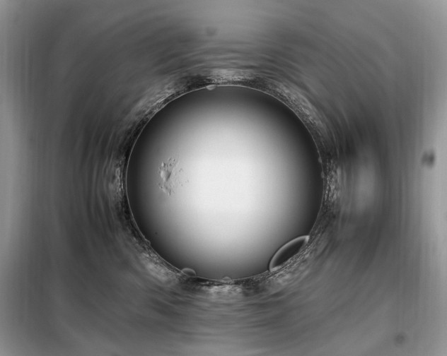 X0000099290426200805021236
