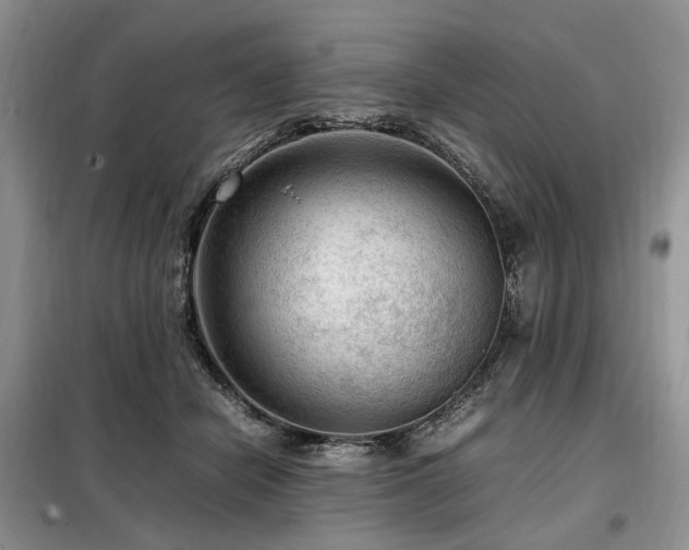 X0000099290462200805021235