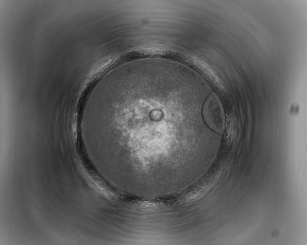 X0000099290494200805021235