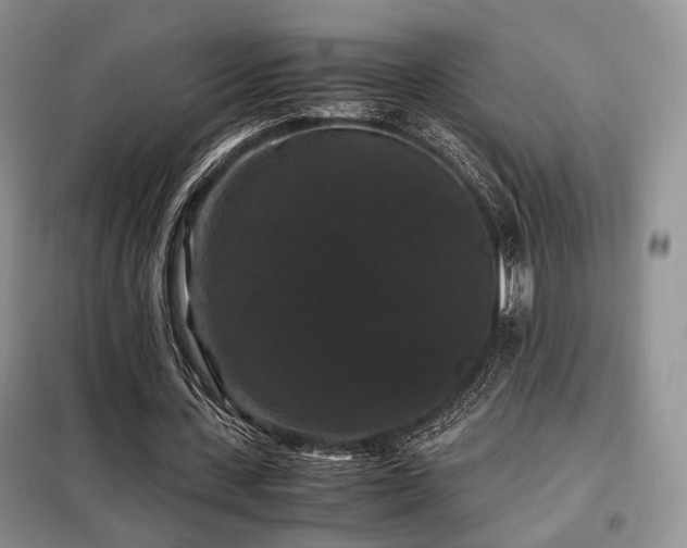 X0000099290531200805021233
