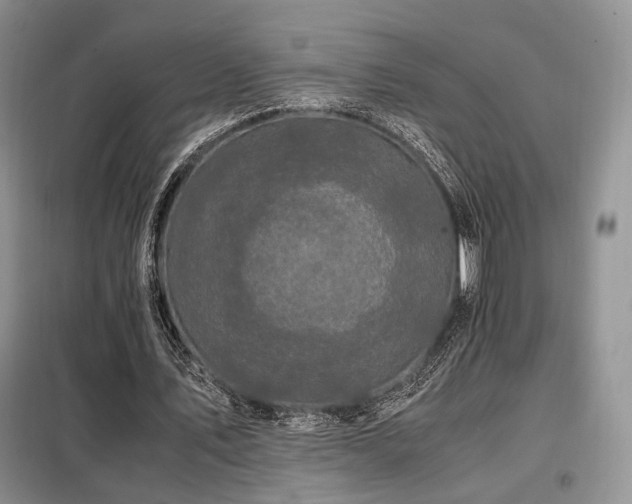 X0000099290579200805021233