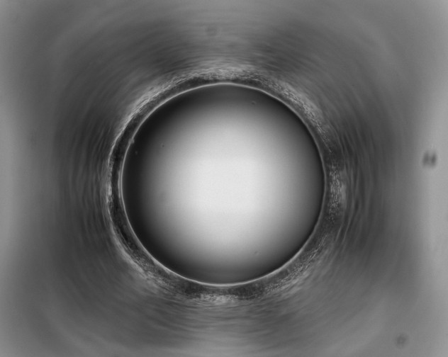X0000099290582200805021233