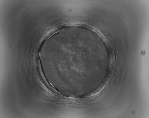 X0000099290585200805021233