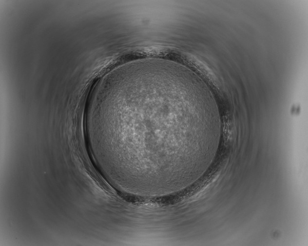 X0000099290593200805021233