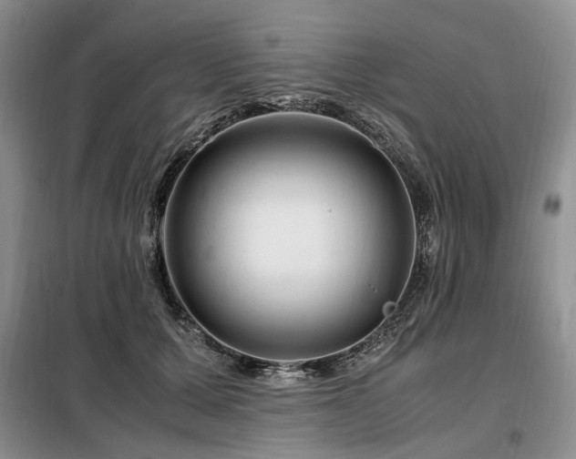 X0000099290607200805021233