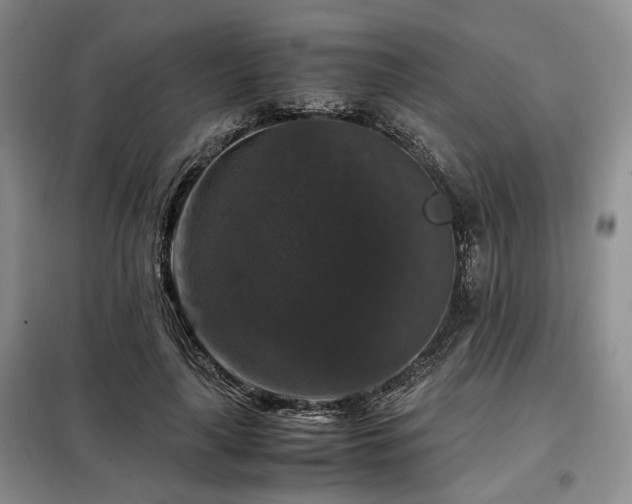 X0000099290643200805021232