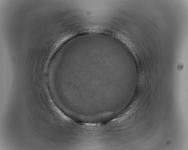 X0000099290673200805021232