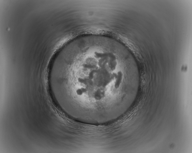 X0000099290679200805021232