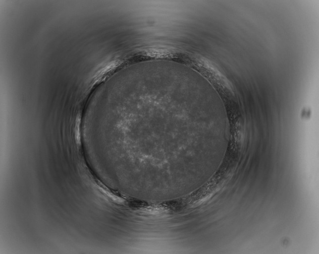 X0000099290696200805021232