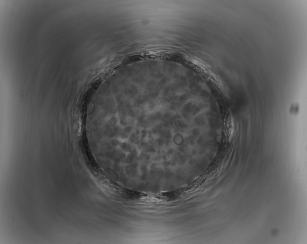X0000099290703200805021231