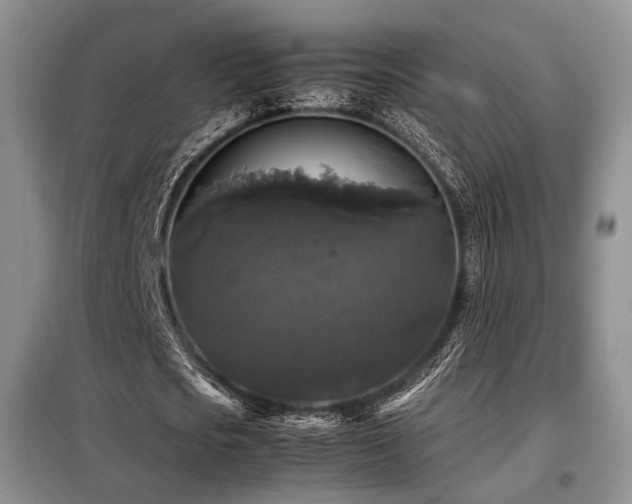 X0000099290721200805021231
