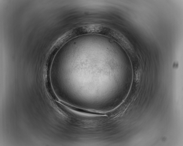 X0000099290733200805021231