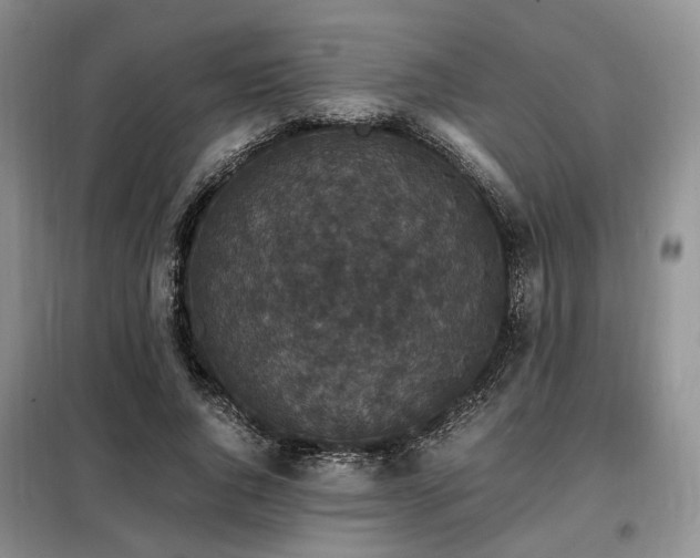 X0000099290736200805021231