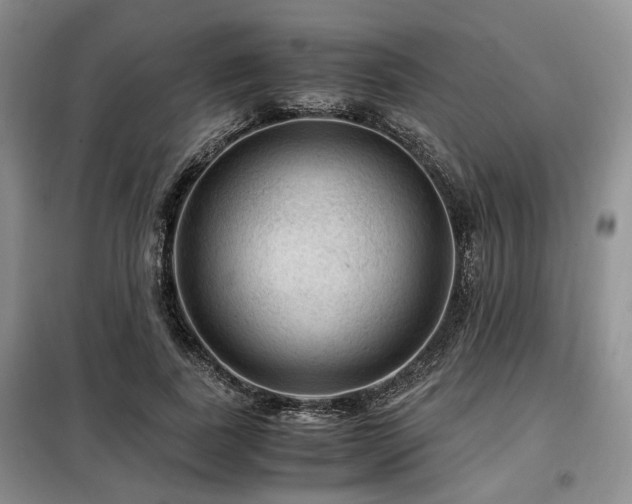 X0000099290739200805021231