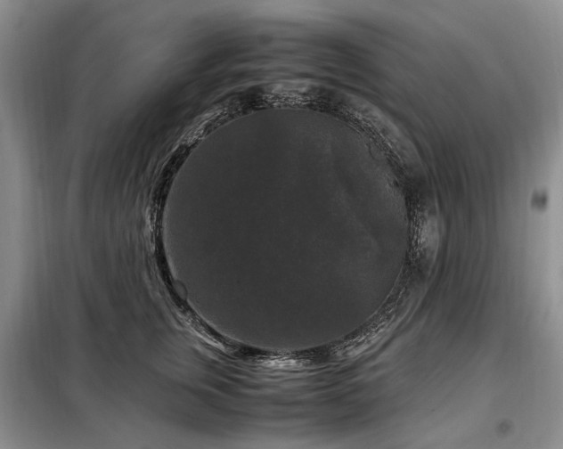 X0000099290759200805021231