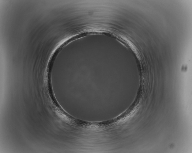 X0000099290779200805021230