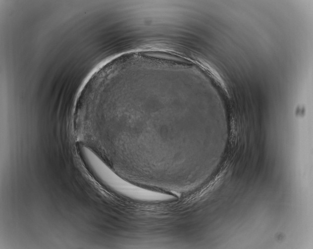 X0000099290784200805021230