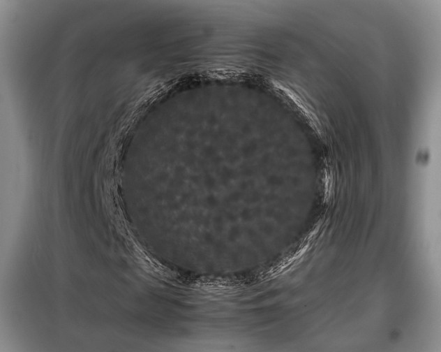 X0000099290817200805021229