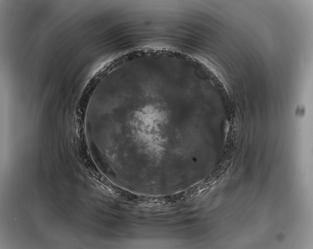 X0000099290823200805021229