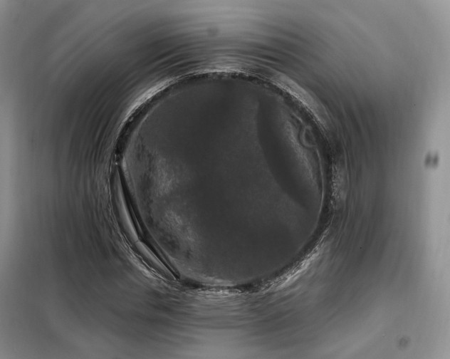 X0000099290826200805021229