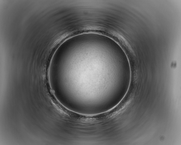 X0000099290833200805021229