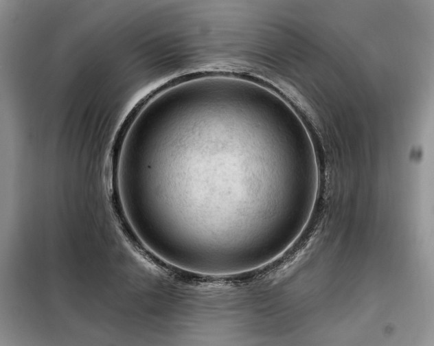 X0000099290838200805021230