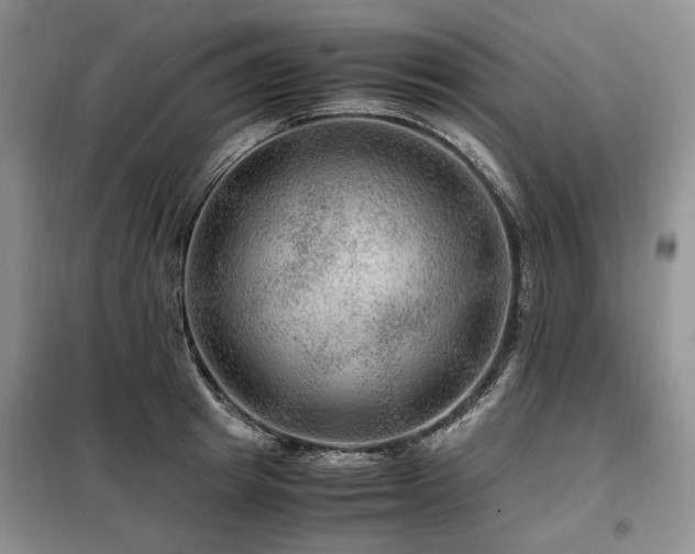 X0000099290849200805021230
