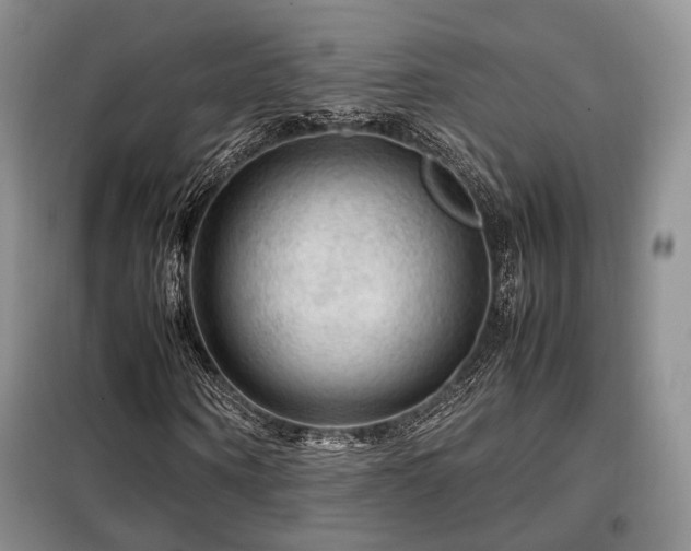 X0000099290866200805021229