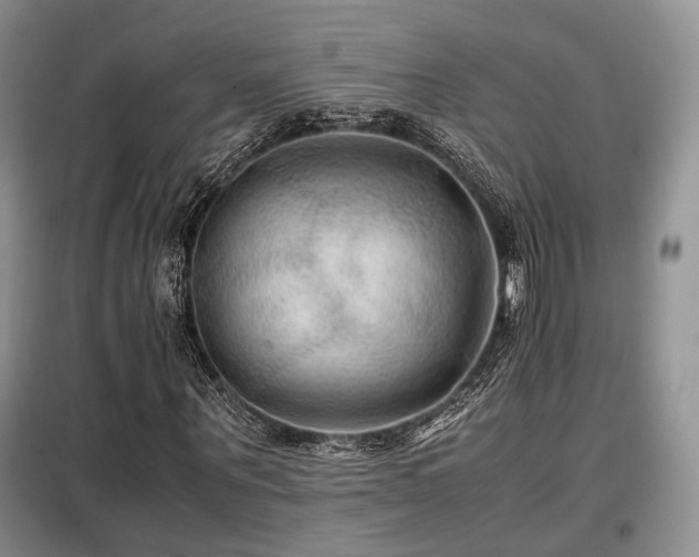 X0000099290867200805021229