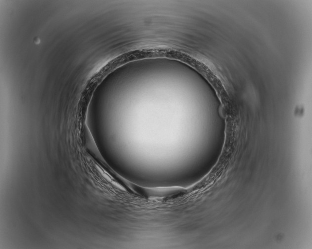 X0000099290871200805021229
