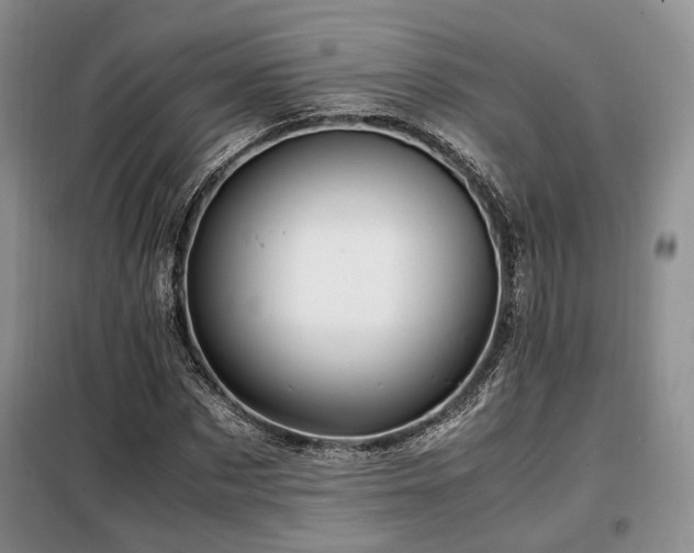 X0000099290873200805021229