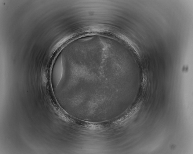 X0000099290874200805021229